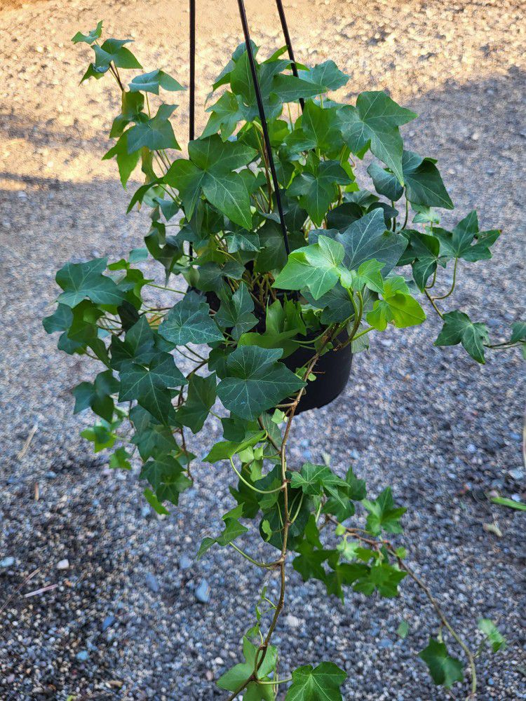 English Ivy Plant 6" Pot
