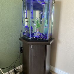 Fish Tank 