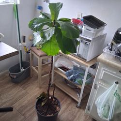 FIDDLE LEAF FIG