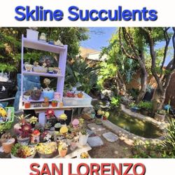 PLANT SALE THIS WEEK AND SUNDAY IN SAN LORENZO  TONS OF SUCCULENTS TO CHOOSE FROM☆