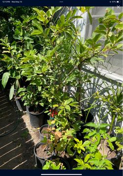 Guava Tree