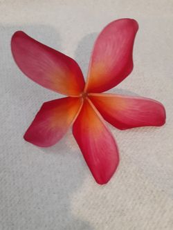 Beautiful colorful specialty plumeria cutting with flowers intact ready to plant