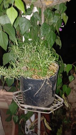 Rosemary plant $5