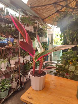 Calathea Tricolor