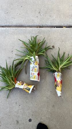 Aloe Vera plants