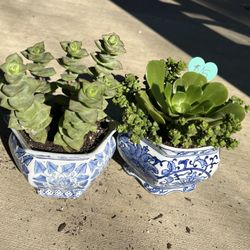Succulents