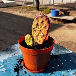 10$ Each Cactus Plant Gardening
