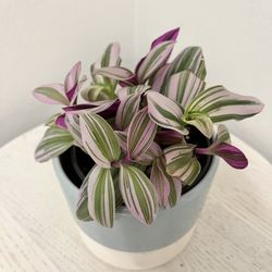 Tradescantia Nanouk