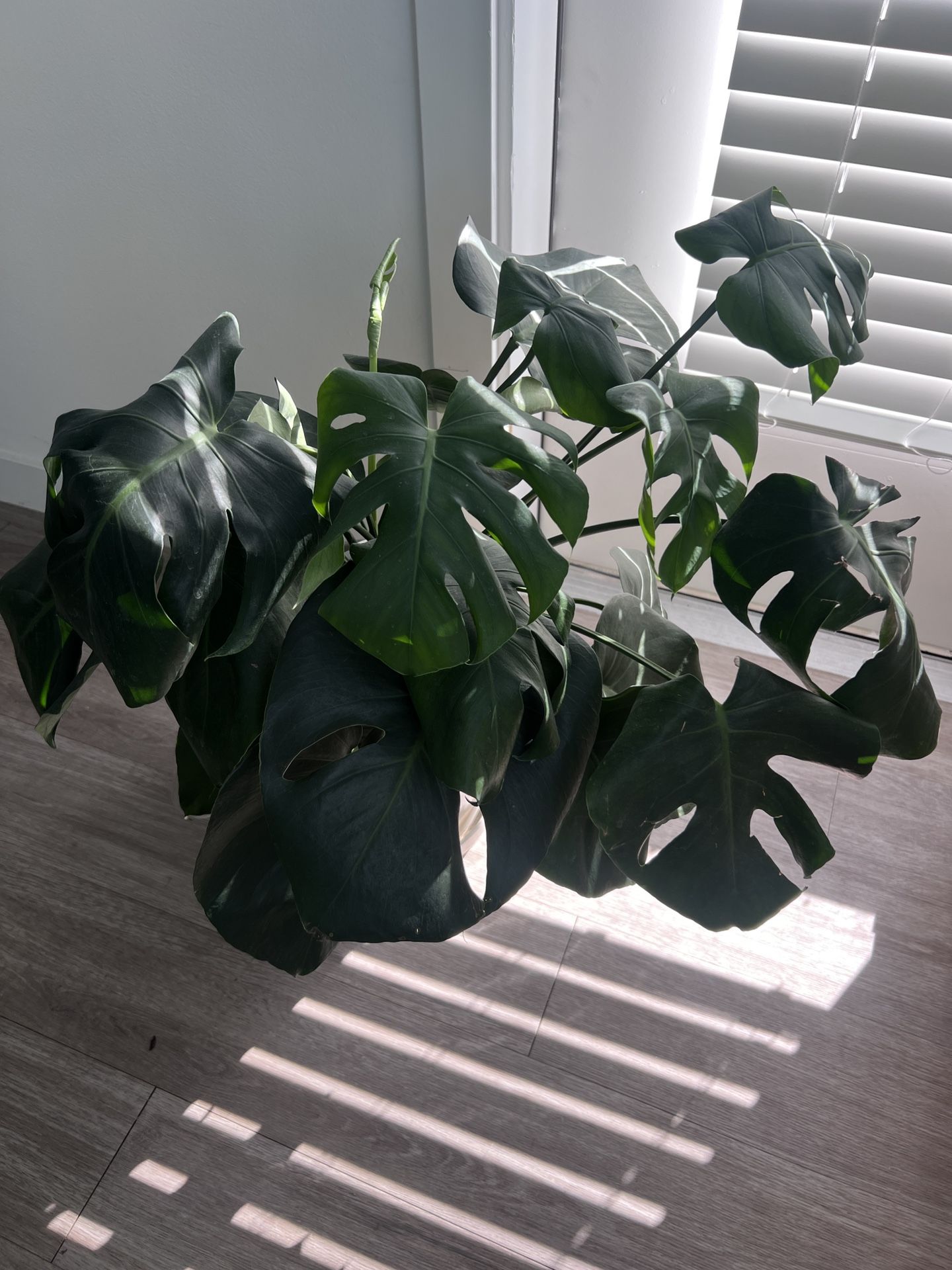 Split Leaves