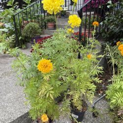 Marigolds Plants Flowers Blooming In Pots 