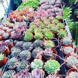 Echeveria & Succulent 