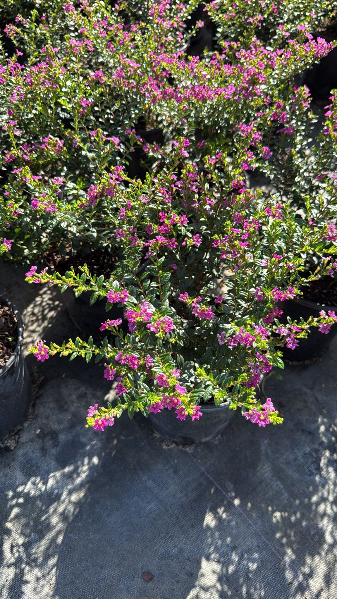 Mexican Heather - 1gl