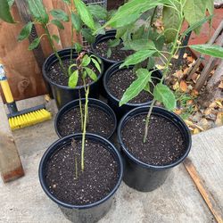 Avocados 5gal Container