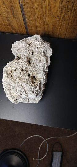 Brain coral