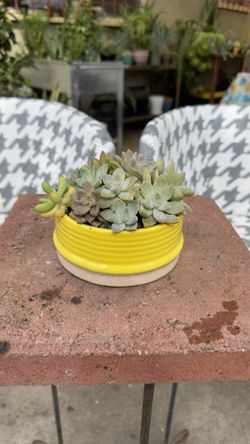 Fresh Succulent Arrangement 