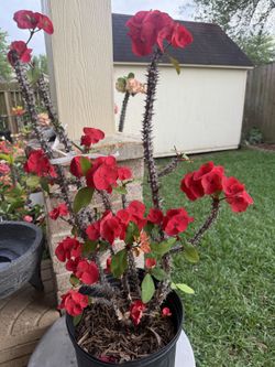 Crown of thorns