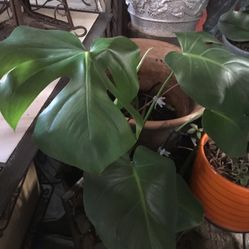 Monstera Deliciosa