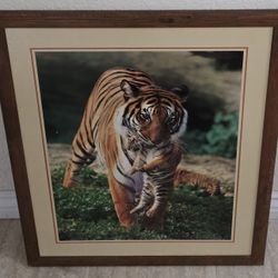 Beautiful Tiger Holding Baby 