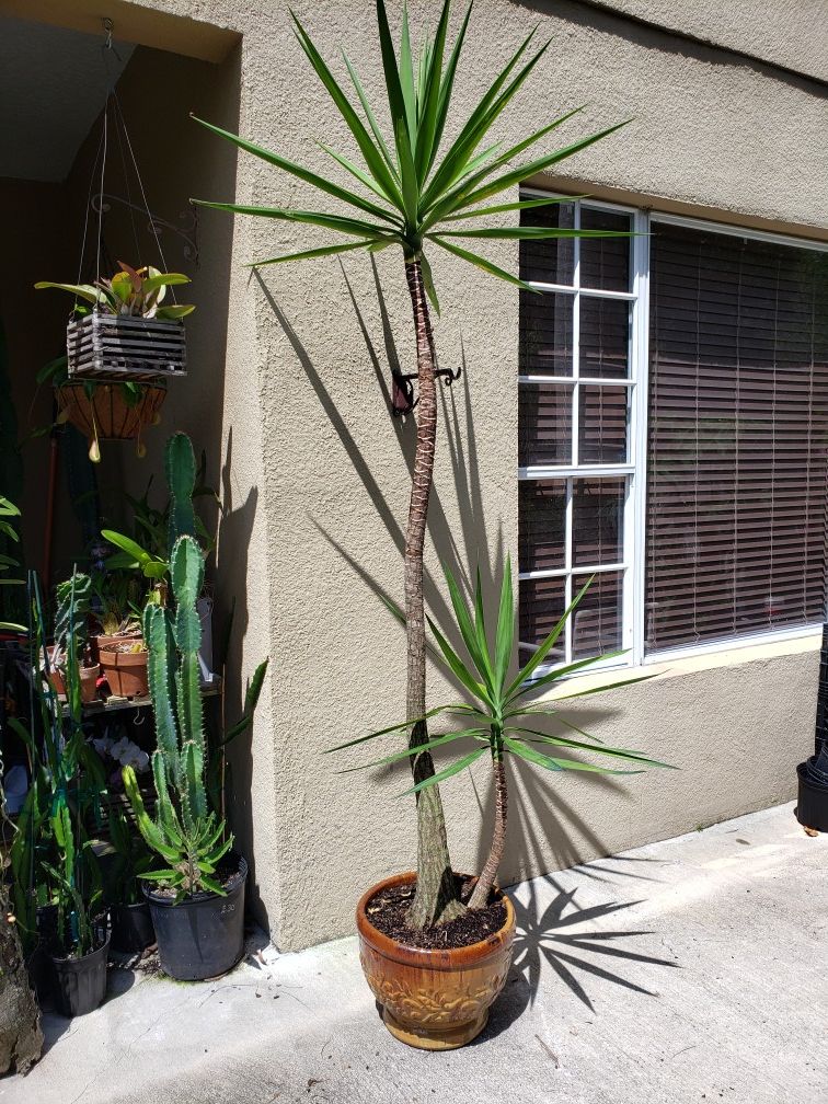 Beautiful plant on ceramic pot 9 feet tall