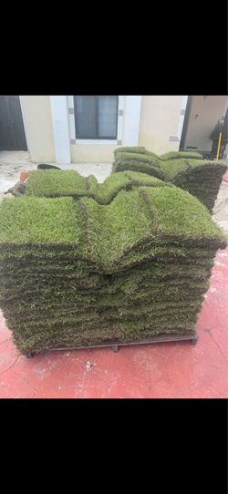 Zoysia sod