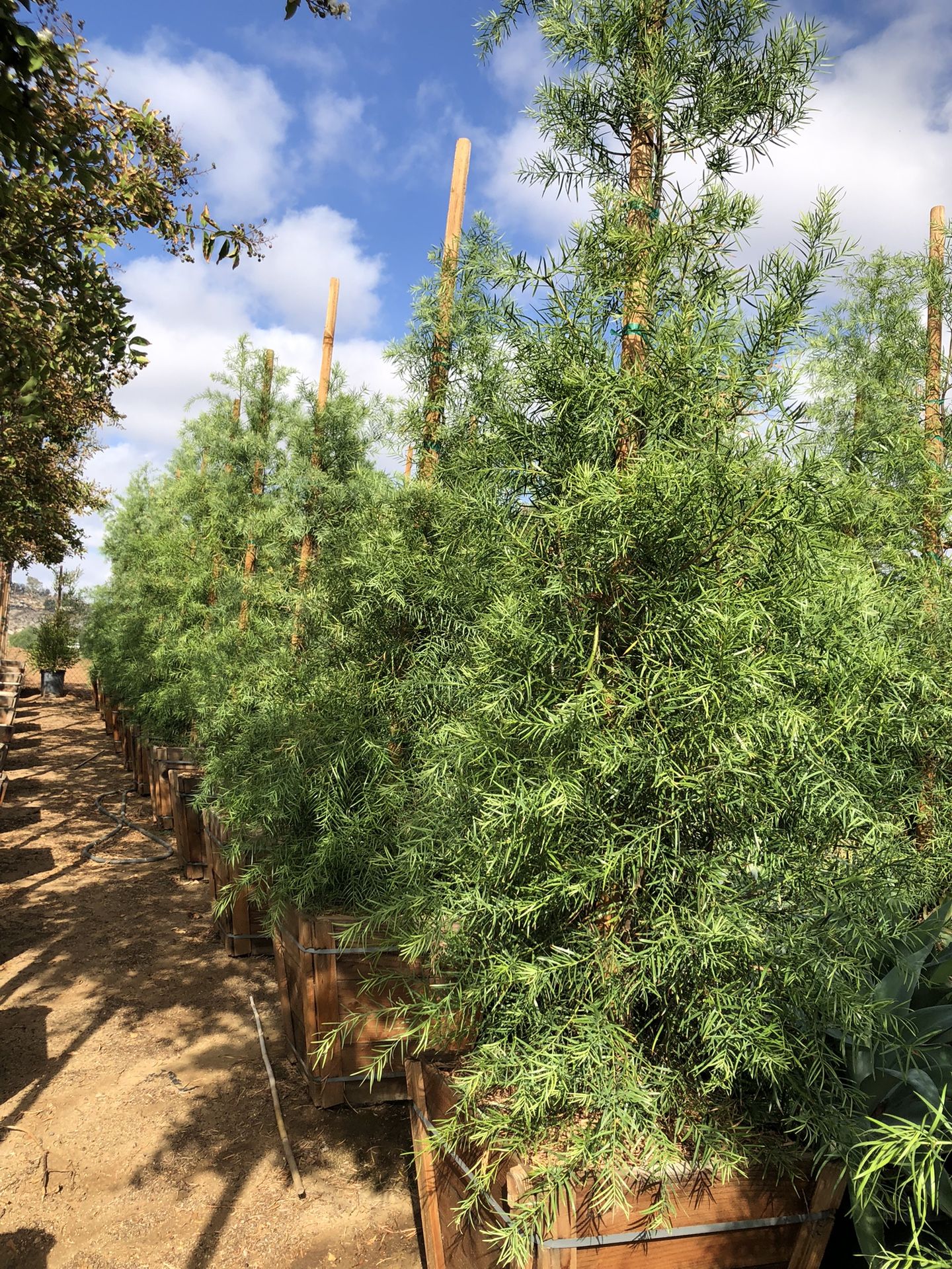 Podocarpus Gracilior Fern Pine Column Tree Hedge And Privacy 24” Box