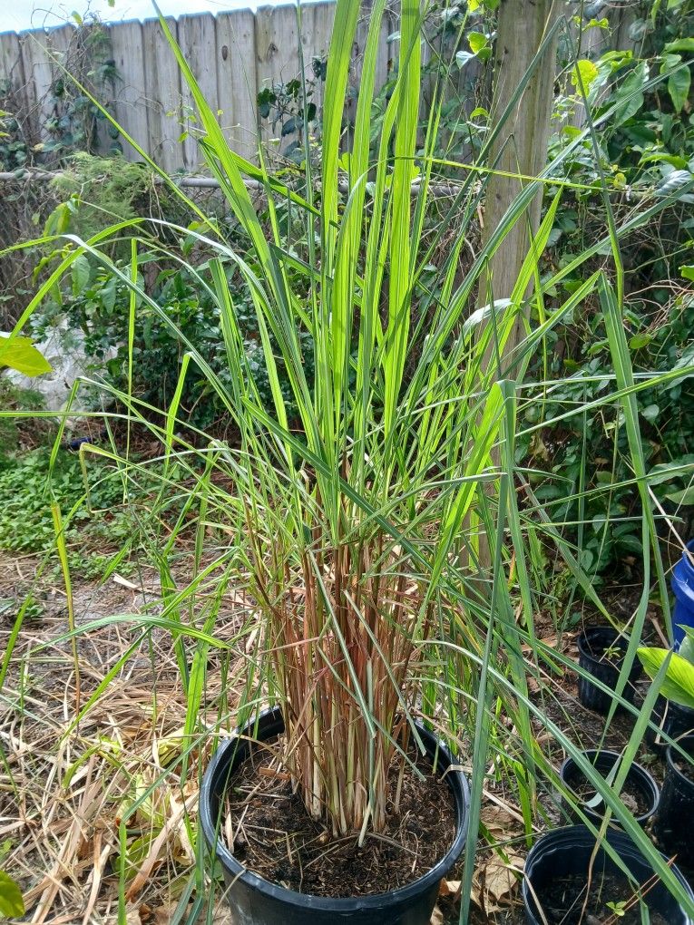 Lemongrass
