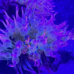 Rainbow Anemone Aquarium decoration 