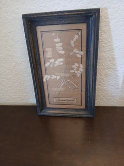 Danthonia Spicata Oat Grass No 19 Framed Print