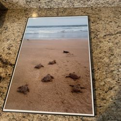 18x12 inch Framed Beach Picture With Turtles