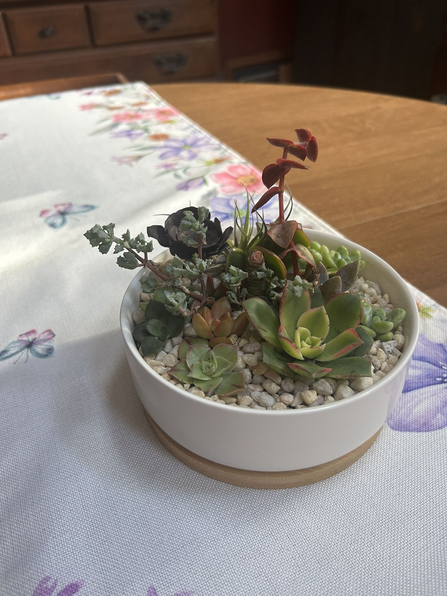 Succulent Centerpiece 