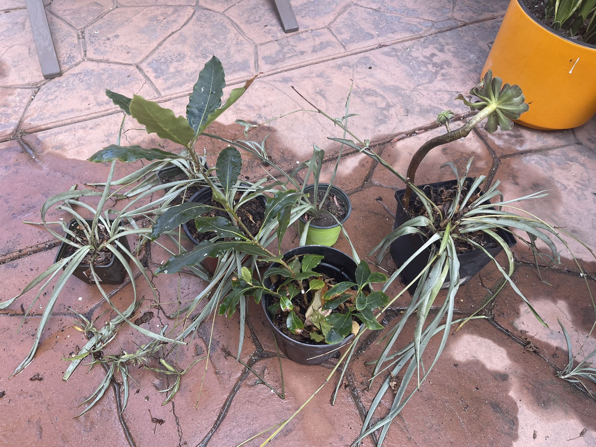 Green Plants Different Kinds (6 Plants)