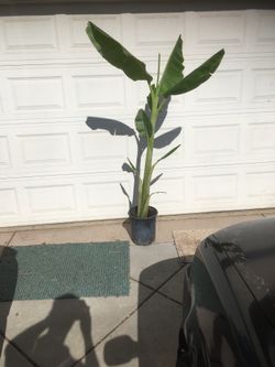 $20 banana tree in 5 gallon - manzana “apple banana”
