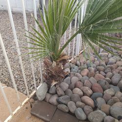 Small Palm Tree, Union Hills 51st Ave