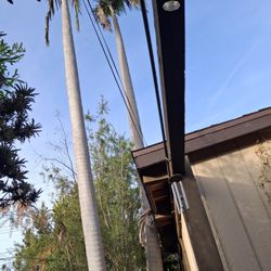 Free Palm Tree 20' 