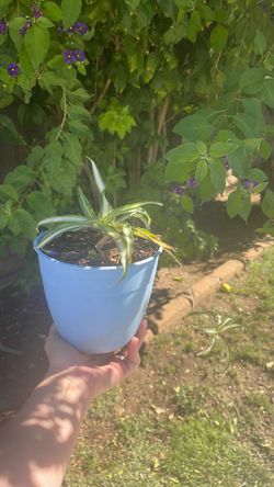 Variegated Spider Plant