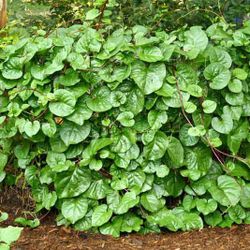 The Farming Poet - LIVE POTTED Vegetable PLANT - 8" MALABAR SPINACH - BASELLA ALBA 