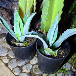 Blue Agave Plants 💙🪴