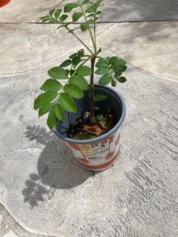 Elderberry established Cutting (York)