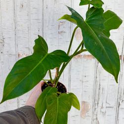 Rare Aroid Philodendron Golden Dragon starter plant/ indoor plant/ house plant flower patio garden