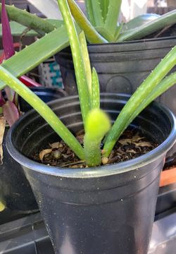 Aloe Citronella and more plants