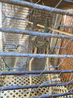 Bird Cage
