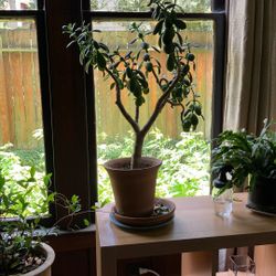 Jade Plant In Terracotta Pot 