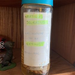 Nautilus  Delauensis, Dino Age, Extinct From Philippines 