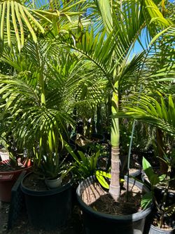 King Palm trees