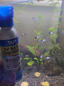 Tap water conditioner for electric blue acara