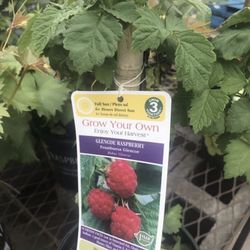 Glencoe Raspberry Seedling Plant 6-12" Tall Fully Rooted