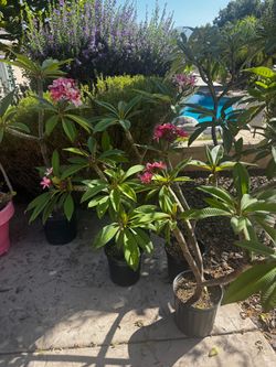 Plumeria for sale