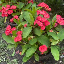 Corona De Cristo Flor Grande 