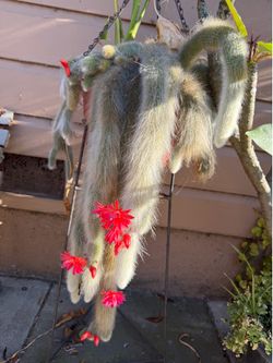 6” monkey tail cactus soon to bloom ( first pic is example of the flower)
