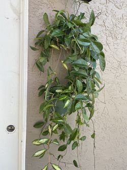 Hoyas Plants
